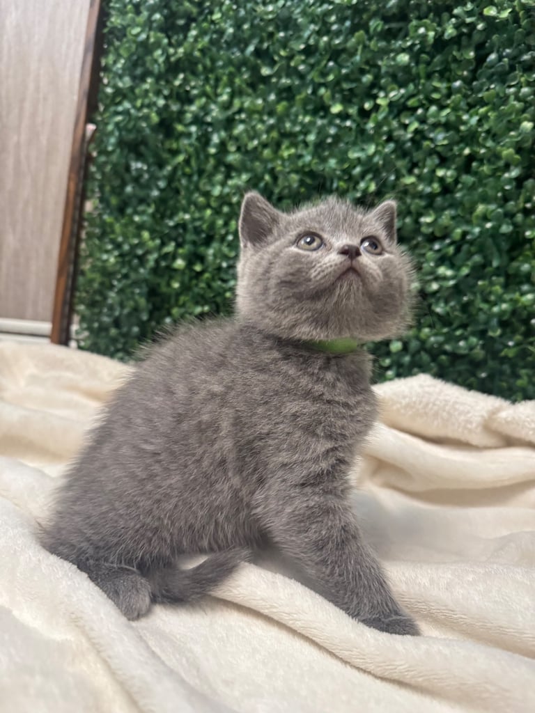 💕British Shorthair Blue Kittens💕