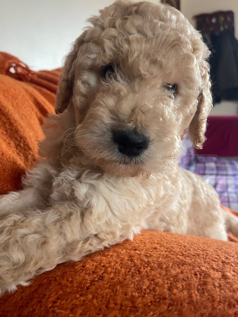 Labradoodle Puppies For Sale