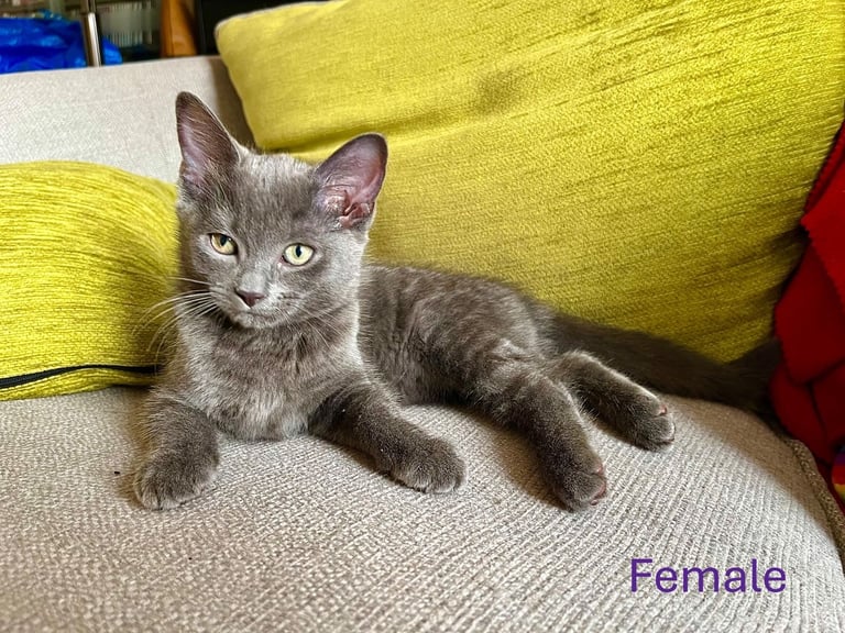 5 Half Ragdoll Kittens for sale