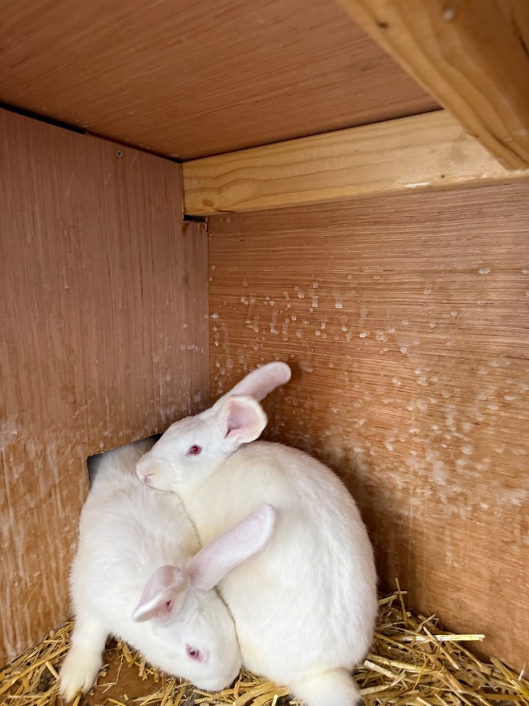 image for New Zealand Rabbits