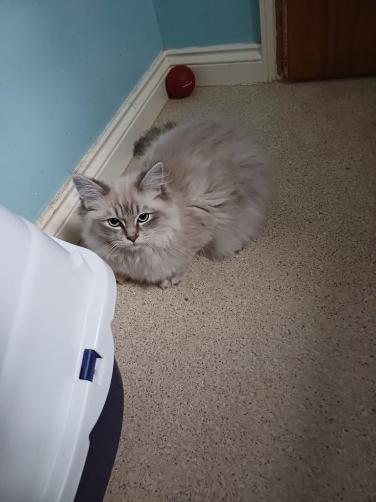 Rehoming 2 x 5 month old Ragdoll/MaineCoon