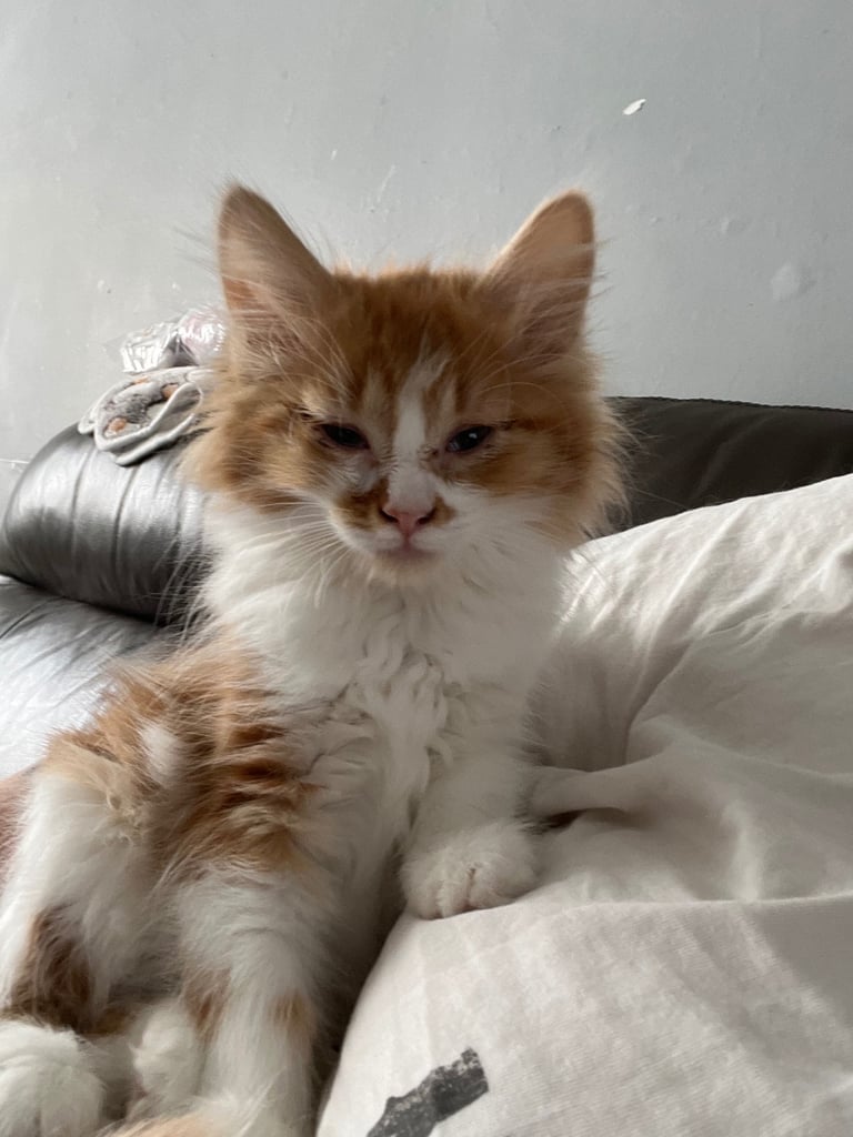 Long haired & short hair female kittens