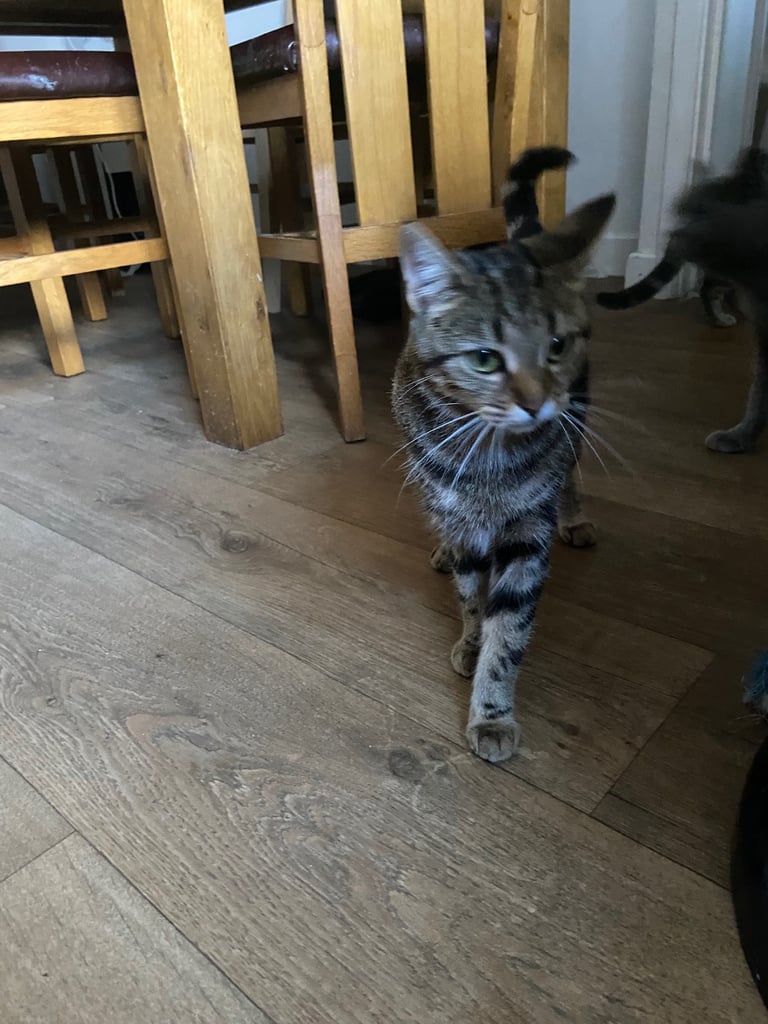 Gorgeous tabby cat for sale