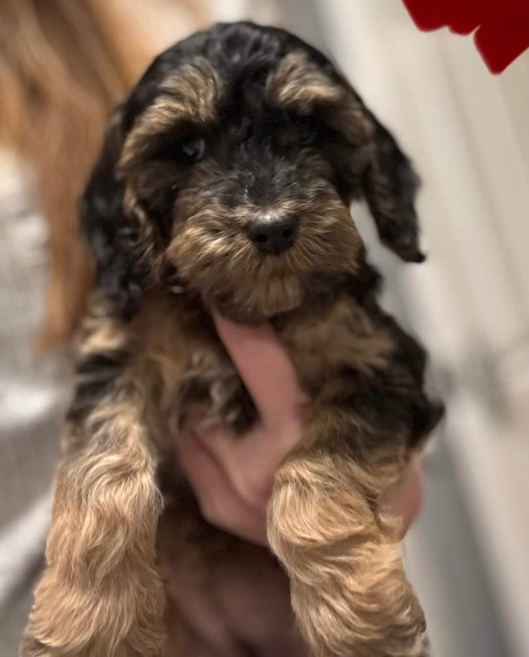 Heart Melting Show Cockapoo Pupd