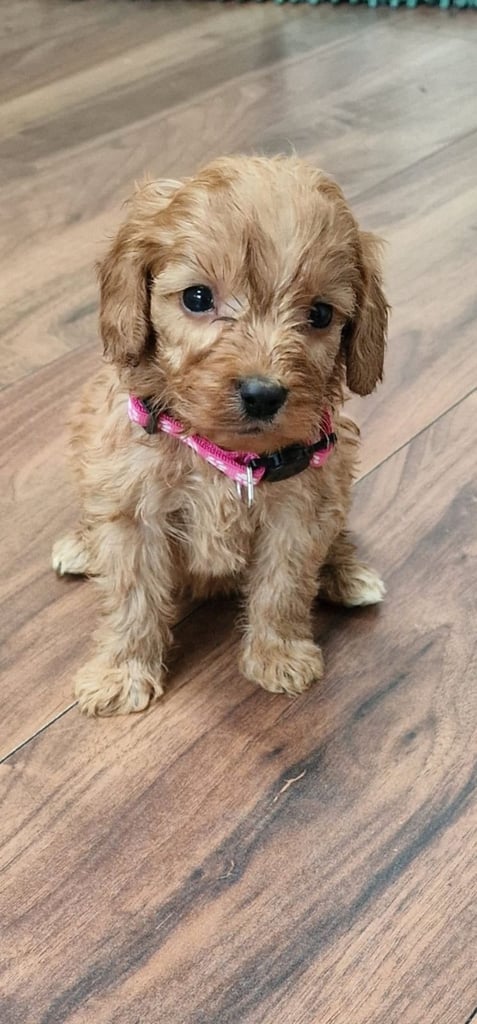 Cockapoo puppies