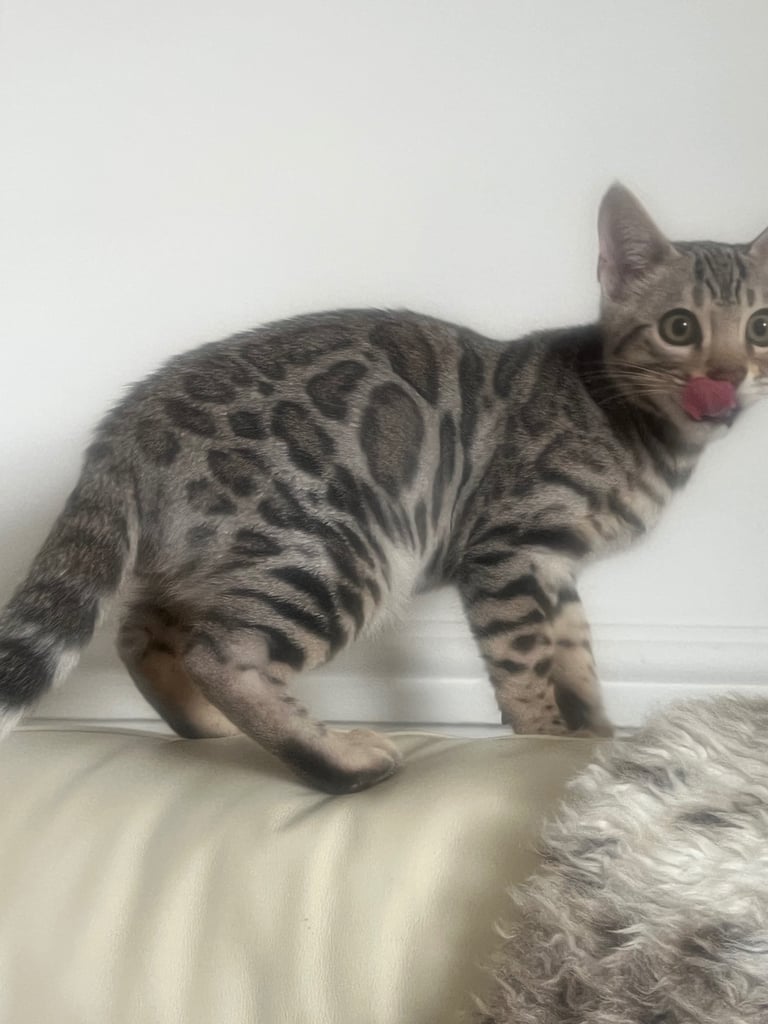 Bengal kittens 16 weeks 
