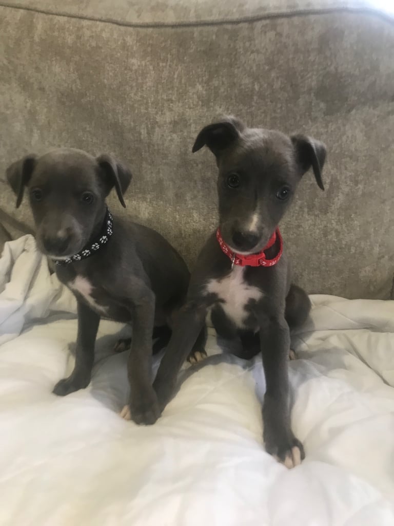 Whippet puppies 