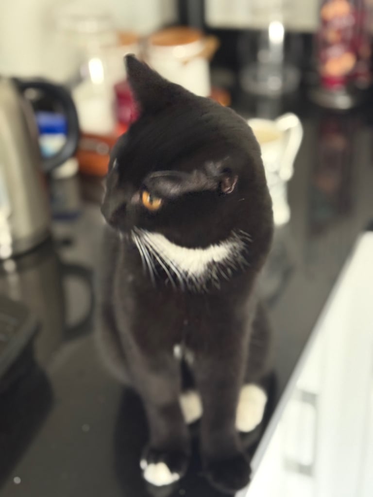 Kitten (Smudge) 6 Months old British short hair cross 