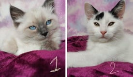 Rehoming TWO cats (ragdoll and Siamese cross), can go together/separate