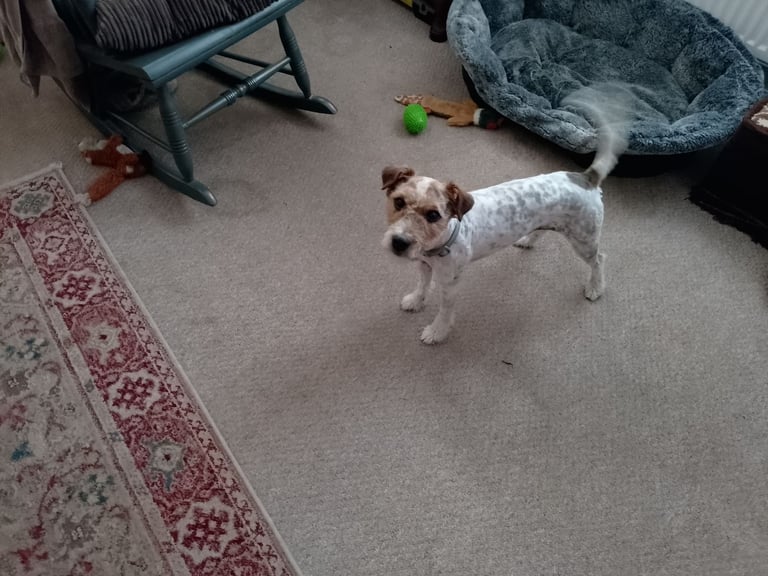Parson Jack Russell 