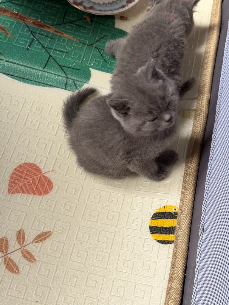 🐾 British Shorthair Kittens for Sale 🐾