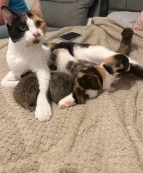 Cute calico kitten for sale ready for rehoming 🏡