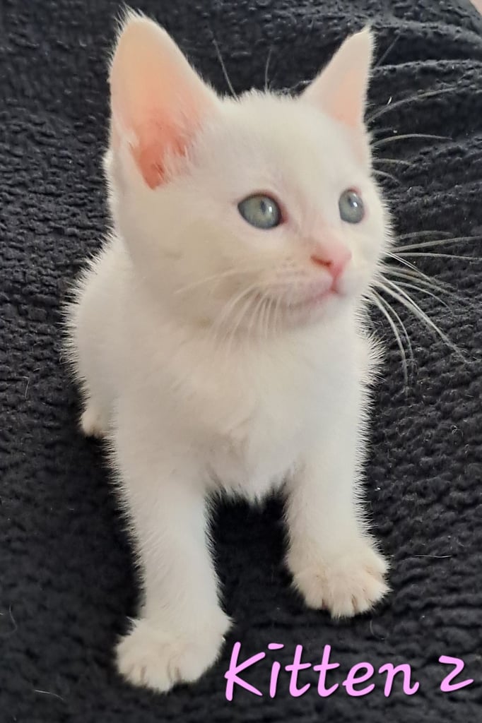 4 Stunning kittens for sale