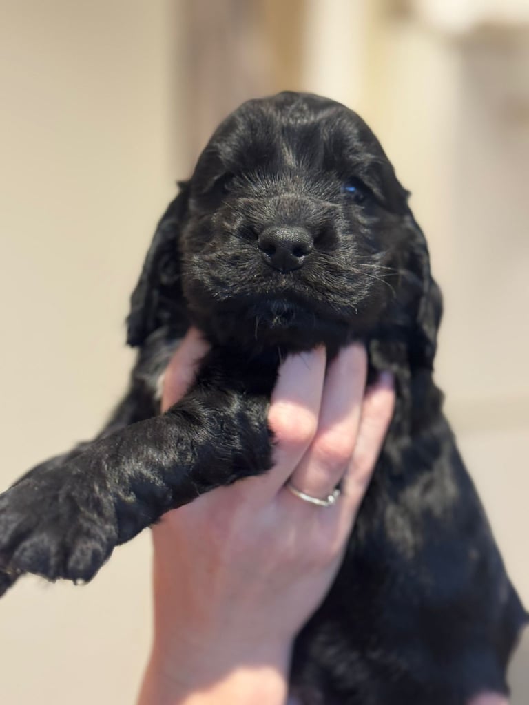 Beautiful black cocker spaniel puppies 