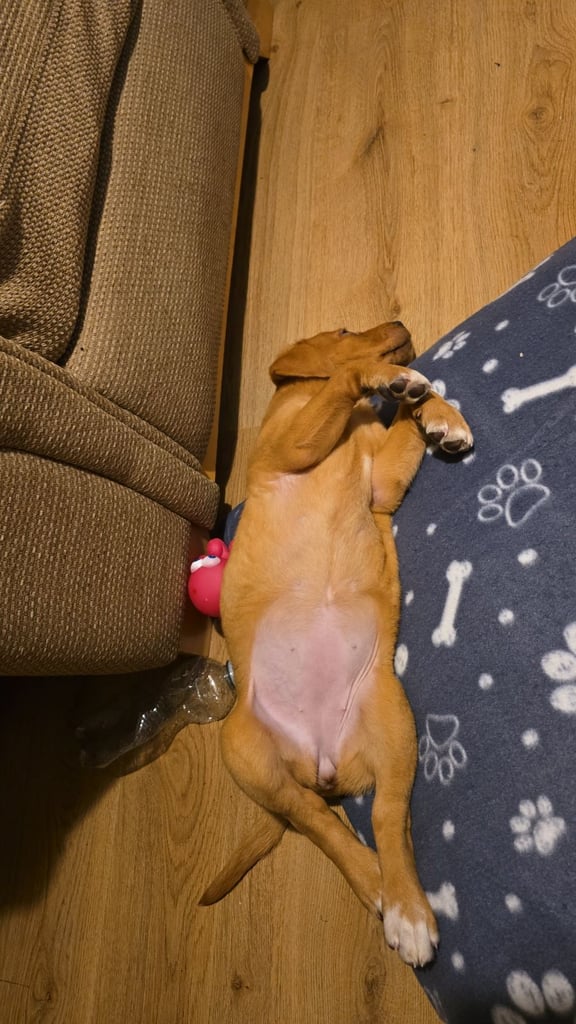 10 week old labrador puppy girl.