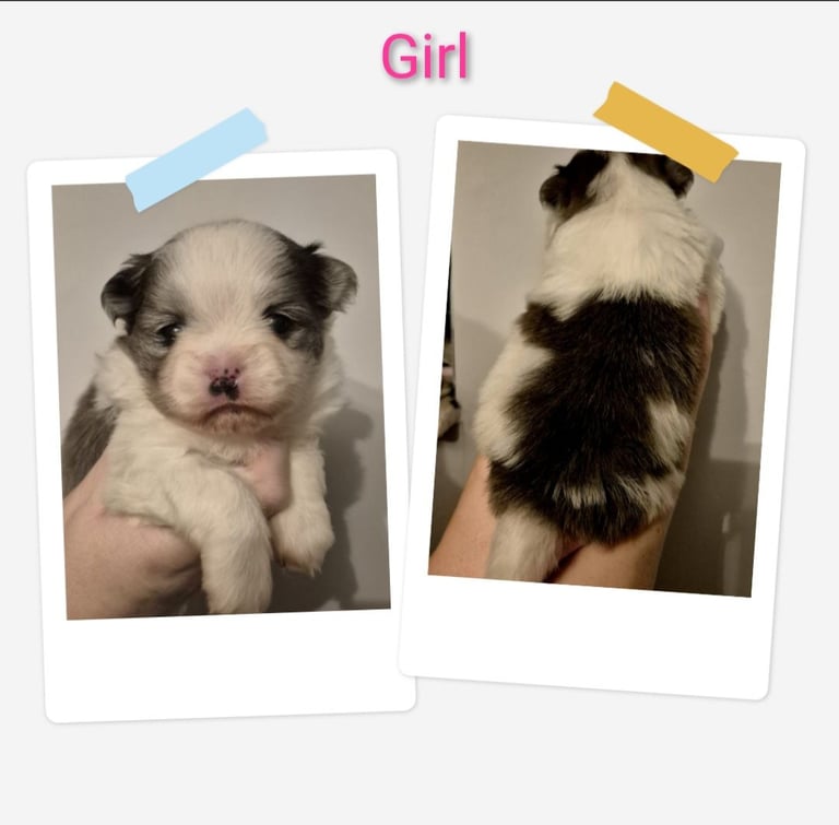 Parti Colour Maltipom puppies