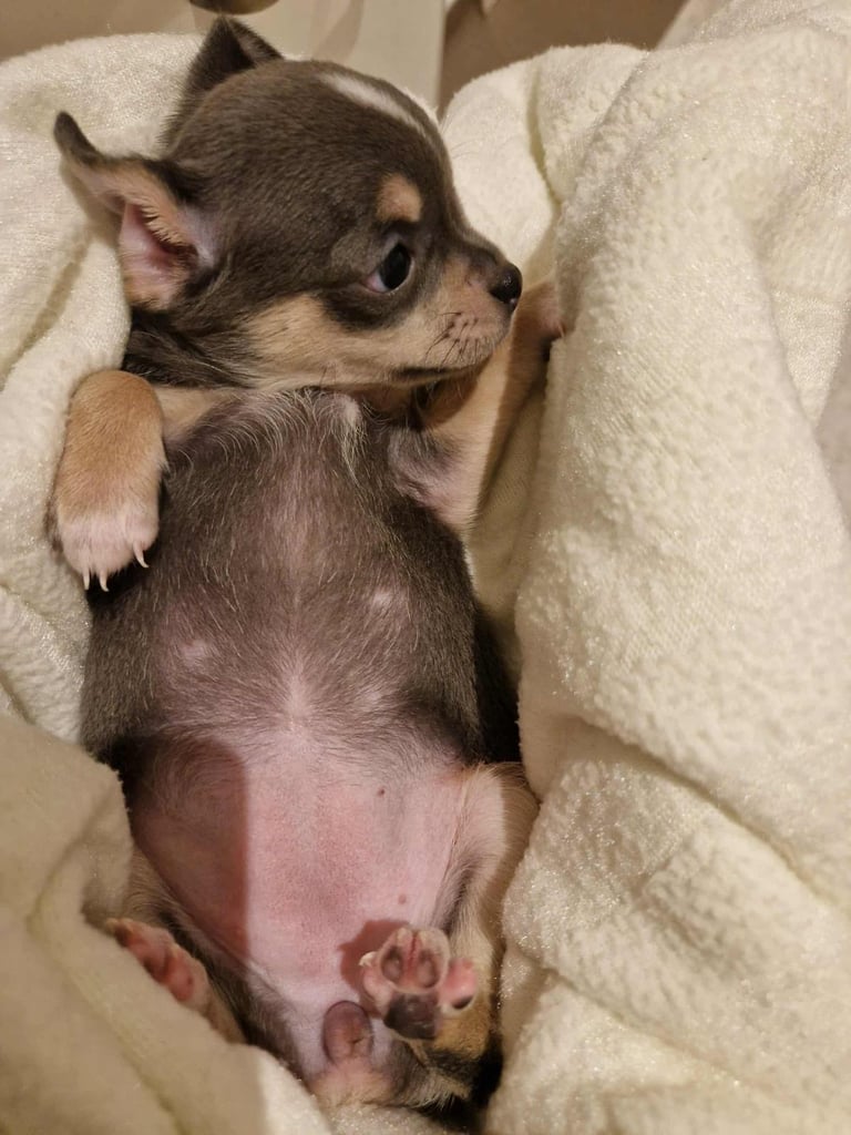 🐾 🩷 Blue Chihuahua Girls – 7 Weeks Old 🐾