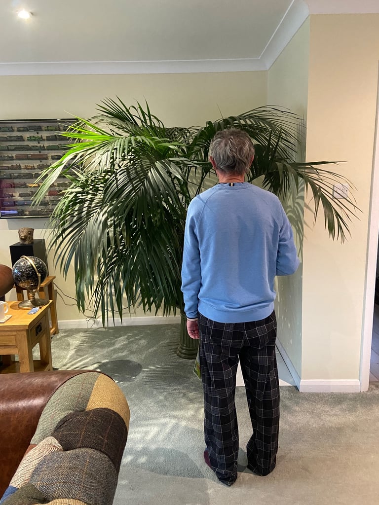 Stunning Kentia Palm - Excellent Condition