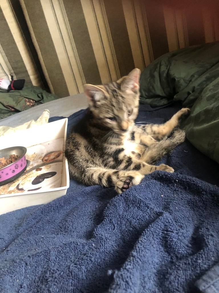 Bengal cross kitten male 