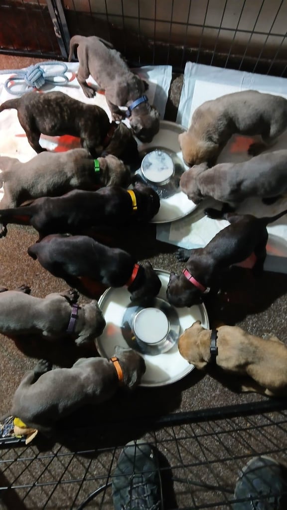 ICCF papered Cane Corso female looking for new loving home 