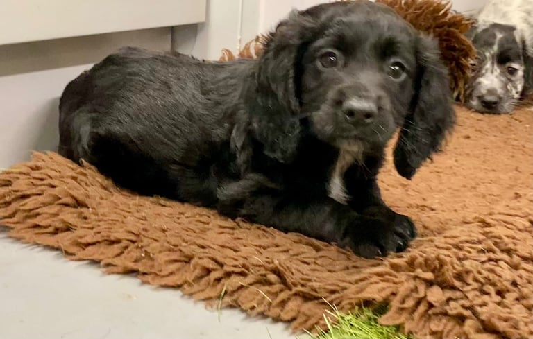 Cocker Spaniel puppies now available 