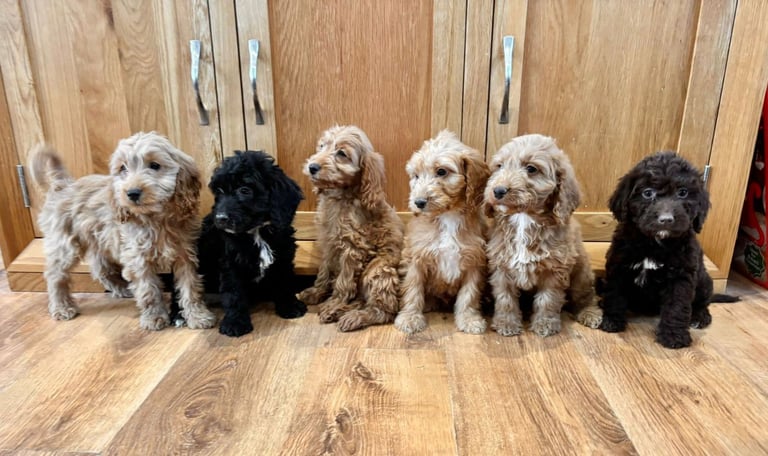 image for Cockapoo Puppies Ready Now 