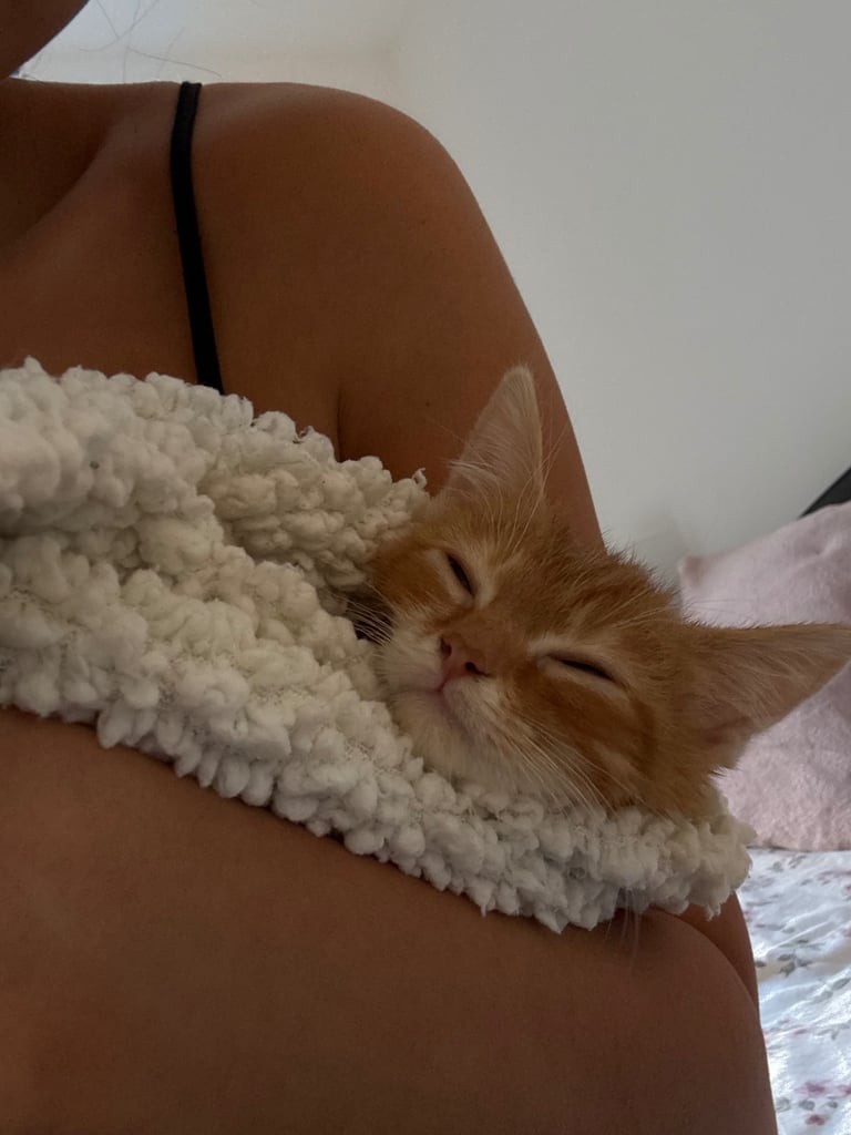 Kitten for sale