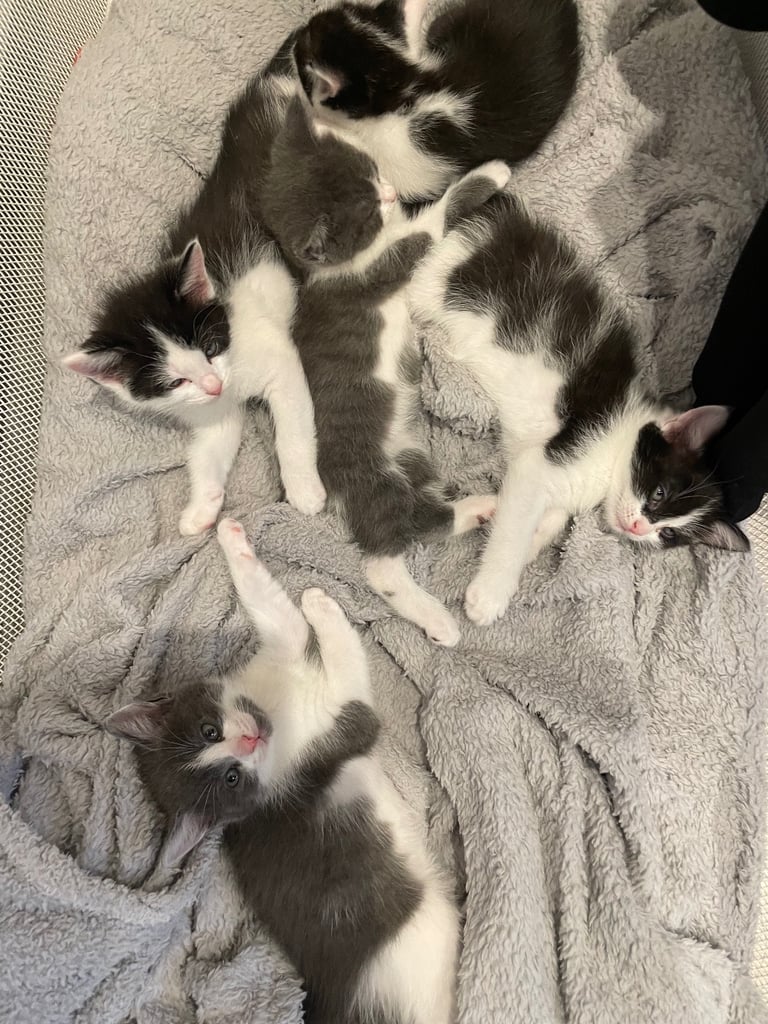 Adorable Mixed Ragdoll Kittens-ready in two weeks