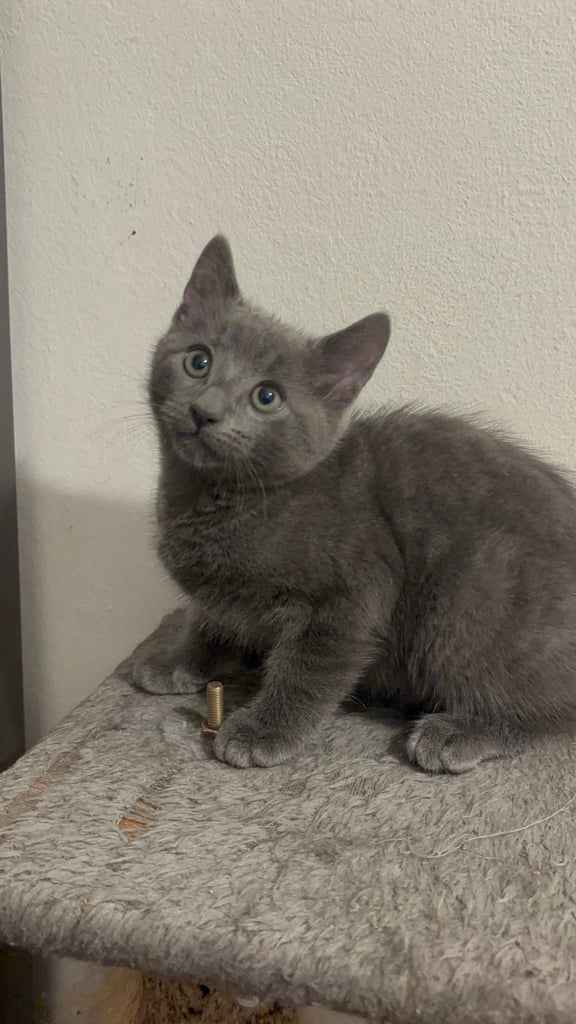 image for 4 gorgeous kittens avaialble now 