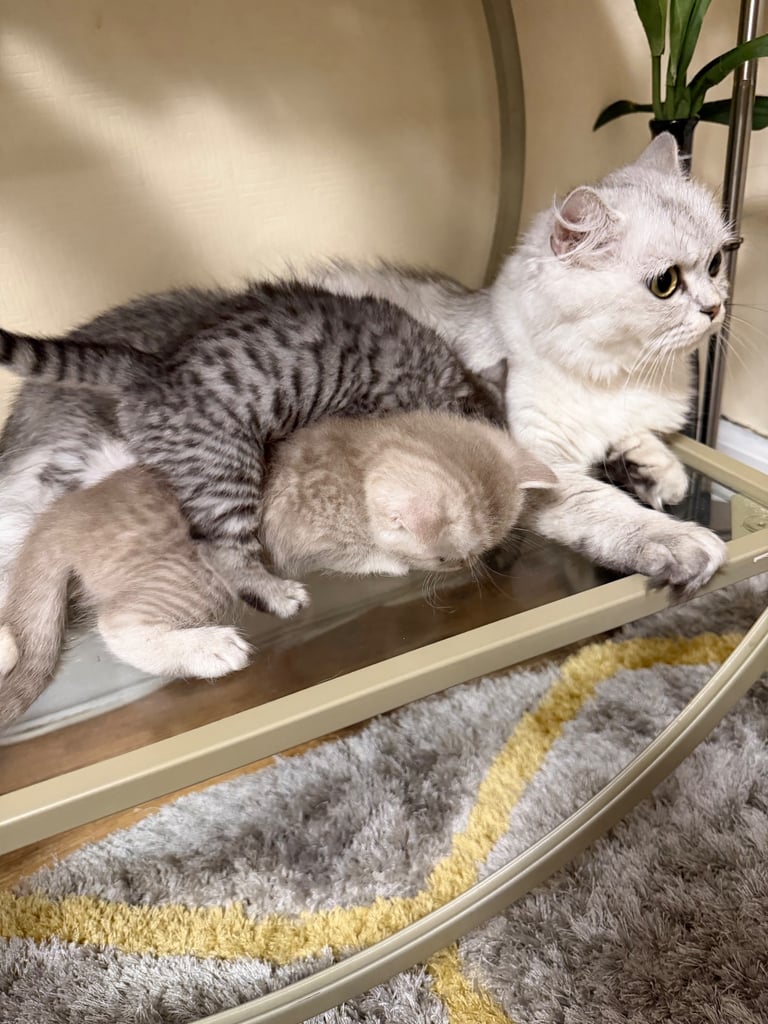 Beautiful Persian kittens. Last 3 to be Rehomed 