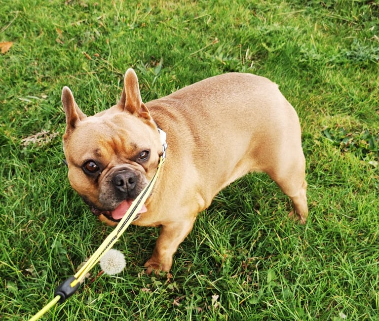 French Bulldog