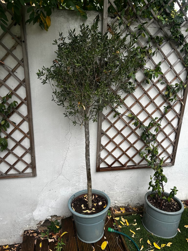 2 meter Olive tree