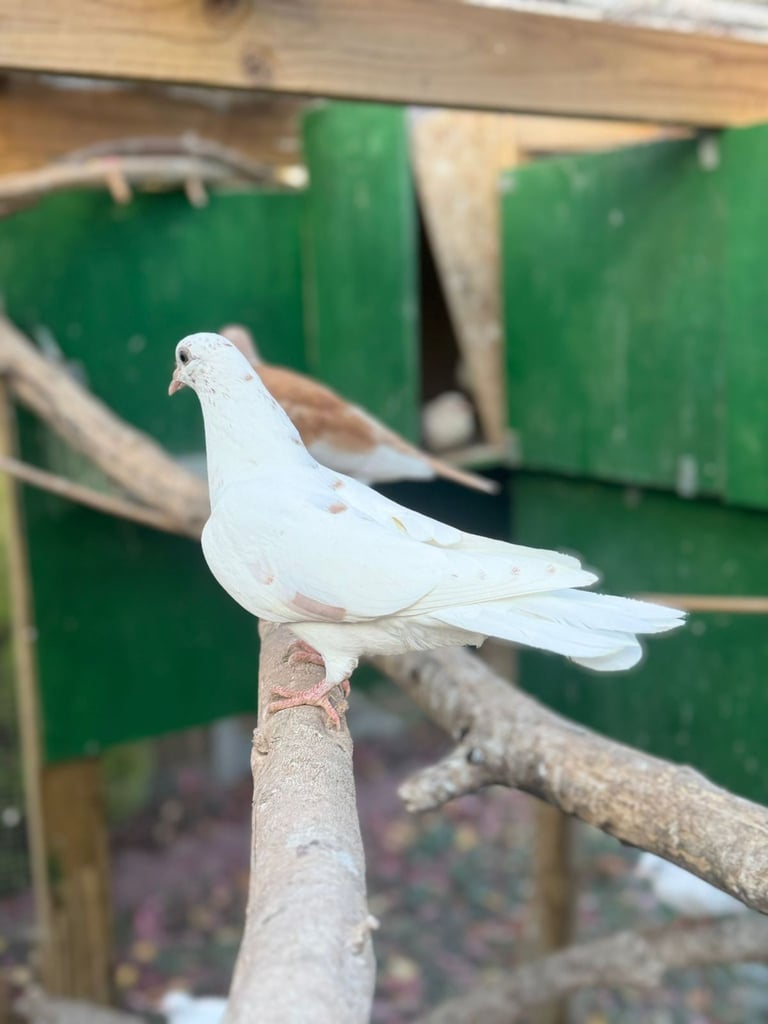 Pigeons for sale 