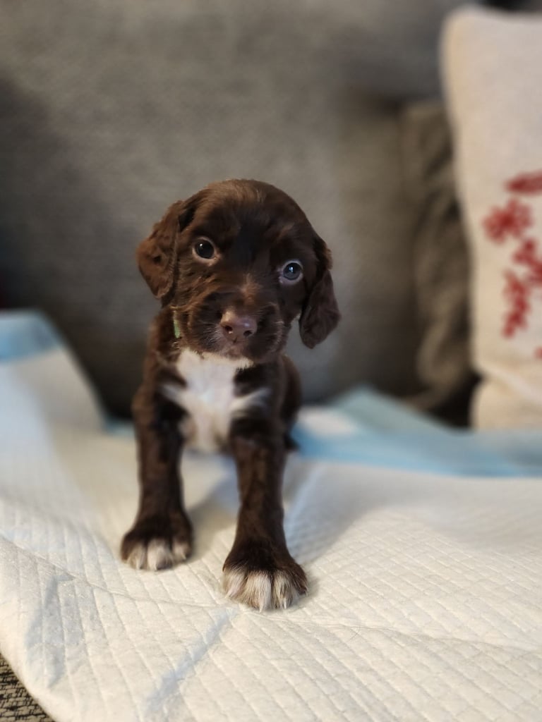 Cocker Spaniel Puppies🐕 Ready to leave December 1st🐕🎄💙💖