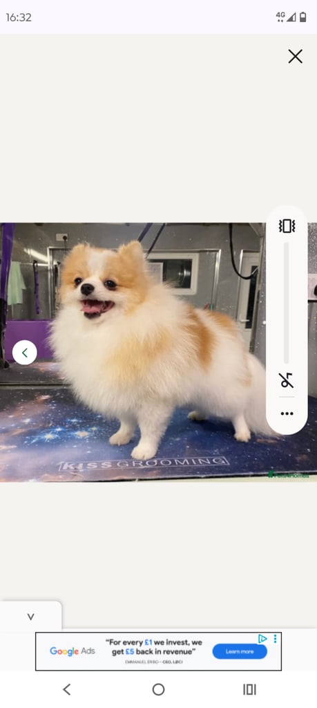 Teddy Pomeranian girl