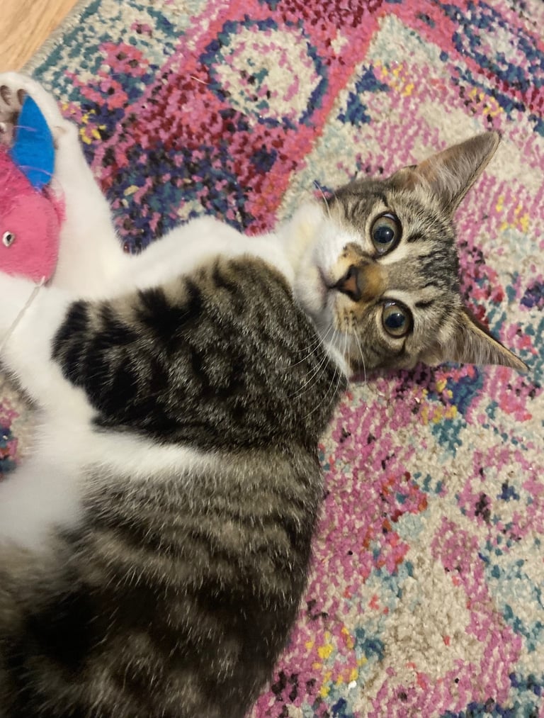 Two Cats for Rehome/Sale