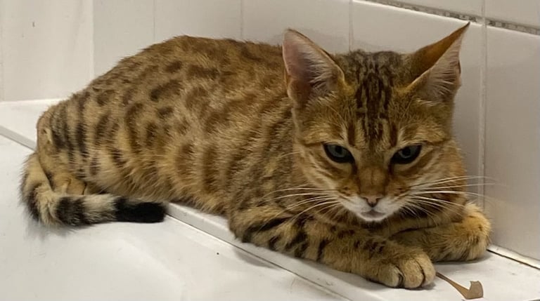Full pedigree female bengal f4 cat 1 years old price negotiable 