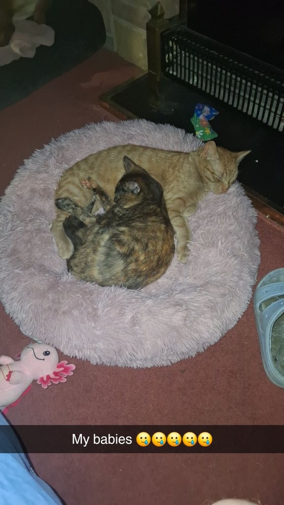 Kittens rehome