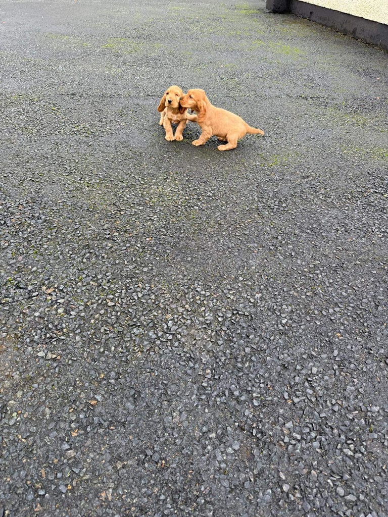 Cocker spaniel puppies 