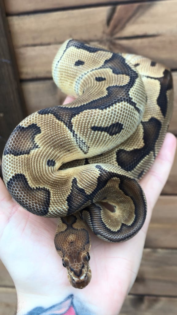 Ball python/ royal pythons 