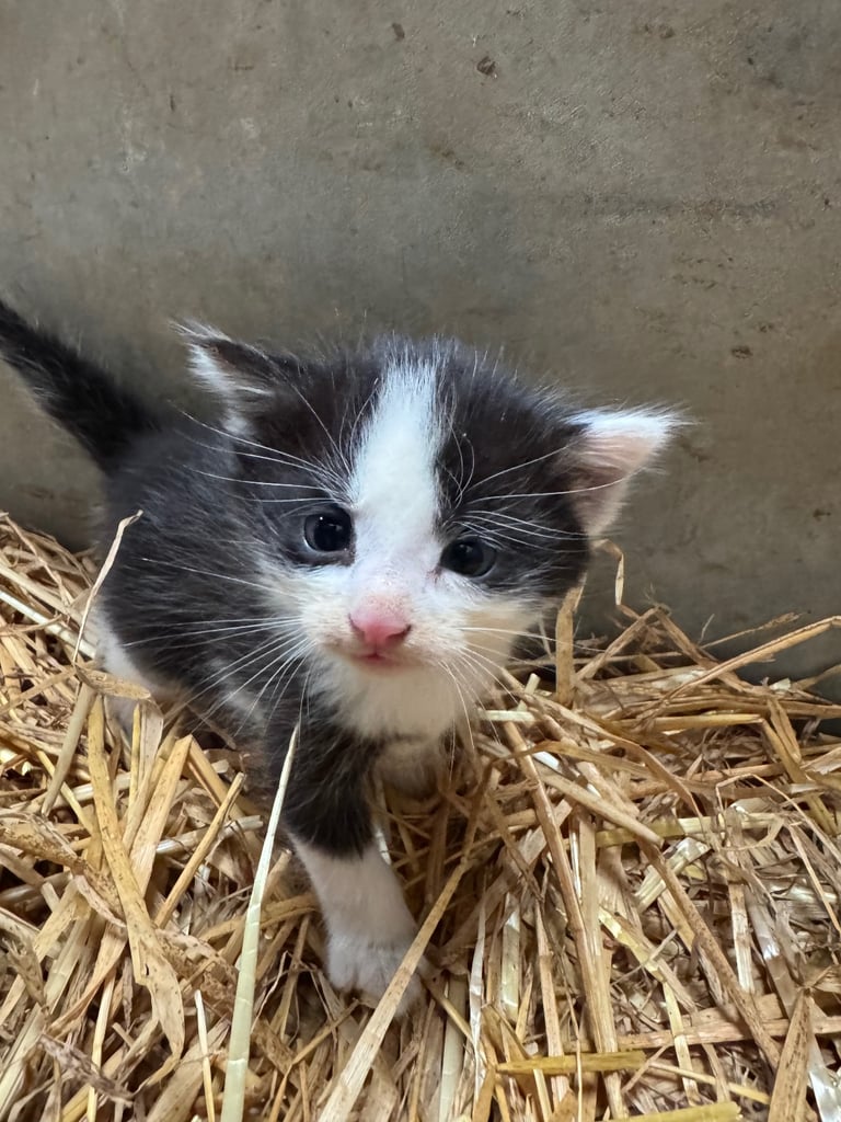 Kittens for sale - 2 boys, 2 girls  £120
