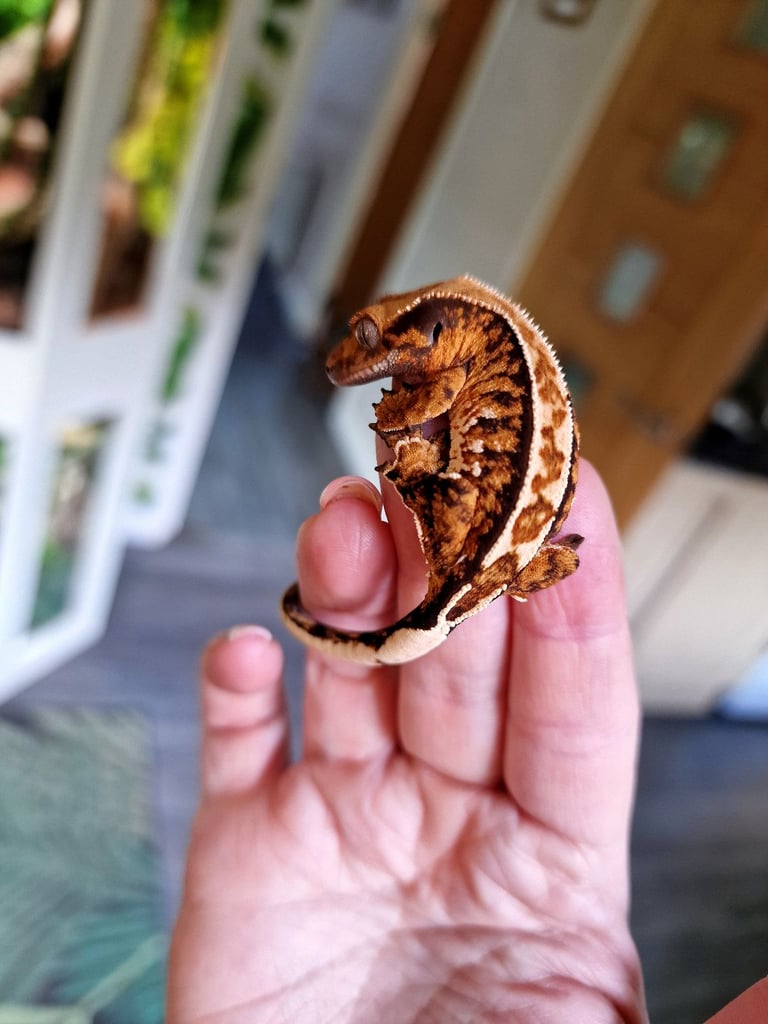 image for Stunning tri colour crested gecko baby 