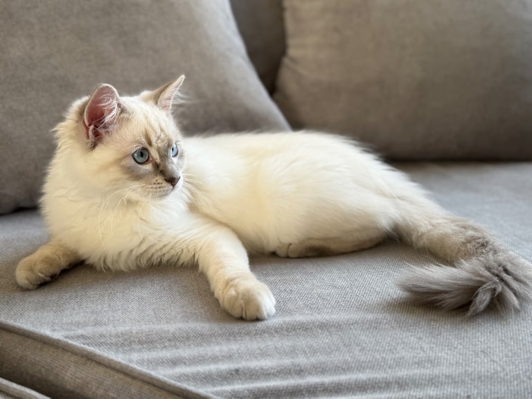 Ragdoll Kitten 