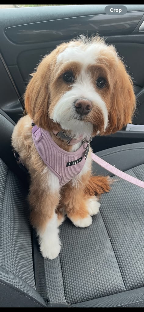 Gorgeous F2b Cockapoo puppies ready to reserve