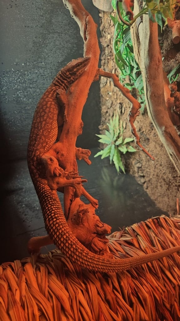 Selling my ackie monitor