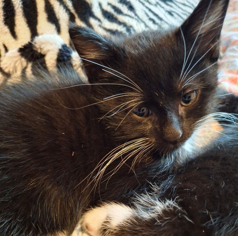 image for Kittens