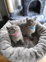 Pure British shorthair kittens