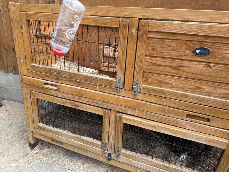 2 male rabbits 7months old
