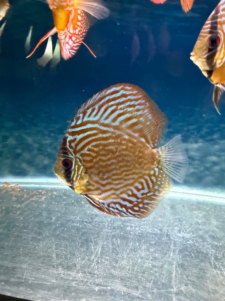 Discus fish 