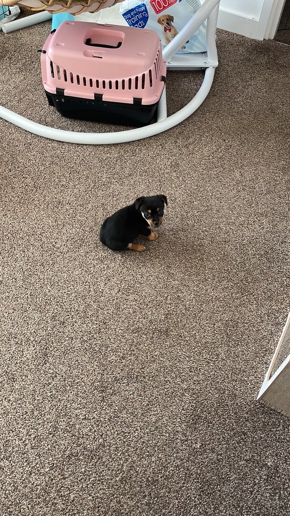 Female JRT cross (please see update below) 